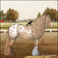 Horse Color:Red Dun Appaloosa 