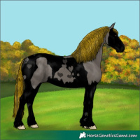 Horse Color:Void Painted Grullo Sabino Splash Tobiano 