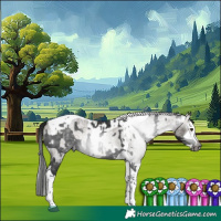 Horse Color:Gray Black Splash Tobiano  and Gray Brown Roan Dun Splash Tobiano 