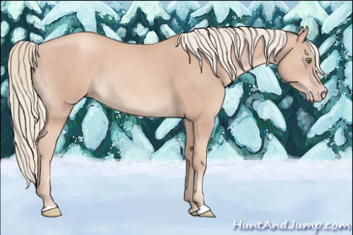 Horse Color:Gold Champagne Mushroom 