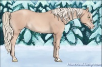 Horse Color:Gold Champagne Mushroom 