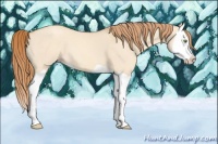 Horse Color:Gold Champagne Dun Splash 