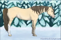 Horse Color:Amber Cream Champagne Dun 