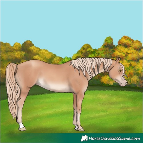 Horse Color:Gold Champagne 