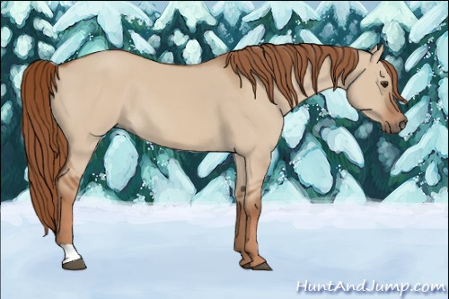 Horse Color:Red Dun 