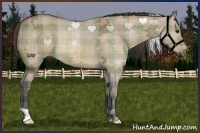 Horse Color:Plaid  Bay Ice Dun 