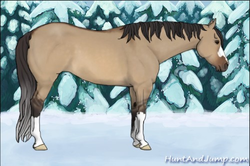 Horse Color:Buckskin Dun