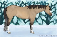 Horse Color:Buckskin Dun 