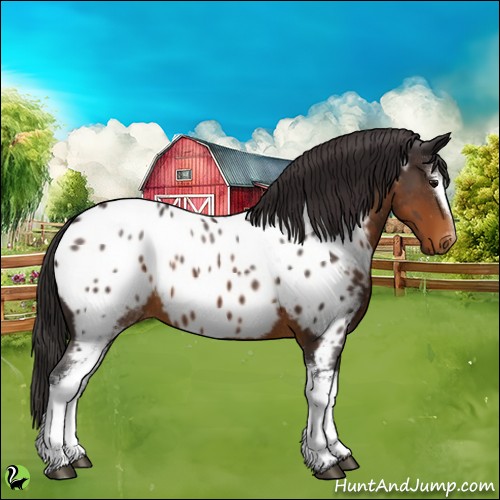 Horse Color:White Spotted Buckskin Near Leopard