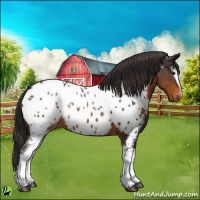 Horse Color:White Spotted Buckskin Appaloosa 