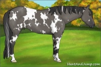 Horse Color:White Spotted Grullo