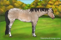 Horse Color:Bay Ice Dun Sabino 
