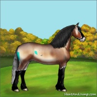 Horse Color:Brown Onyx Sabino Splash Rabicano 