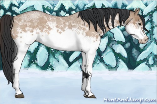 Horse Color:White Spotted Bay Roan Dun 