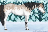 Horse Color:White Spotted Bay Roan Dun 