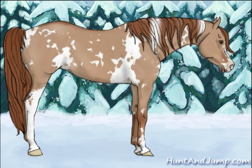 Horse Color:White Spotted Red Dun Sabino