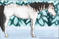 Horse Color:White Spotted Bay Appaloosa 