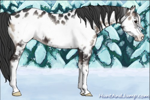 Horse Color:Blue Onyx Sabino Frame Appaloosa 