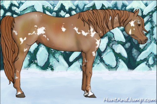 Horse Color:White Spotted Chestnut Sabino 