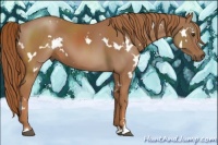 Horse Color:White Spotted Chestnut Sabino
