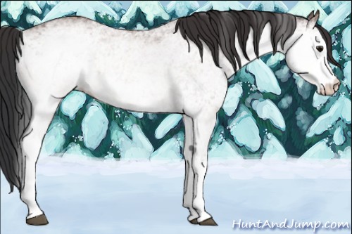 Horse Color:White Spotted Bay 