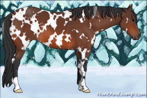Horse Color:White Spotted Bay