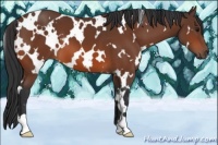 Horse Color:White Spotted Bay 