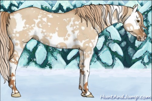 Horse Color:White Spotted Red Dun Sabino Splash 
