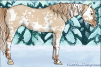 Horse Color:White Spotted Red Dun Sabino Splash 