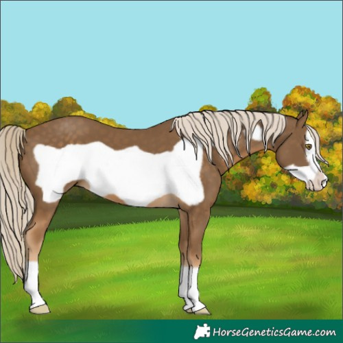 Horse Color:Chocolate Palomino Frame 