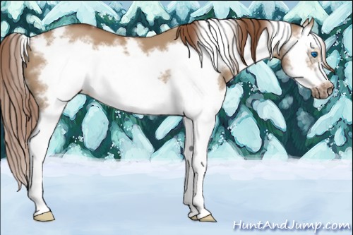 Horse Color:White Spotted Red Dun Sabino Splash Frame 