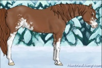 Horse Color:Chestnut Sabino
