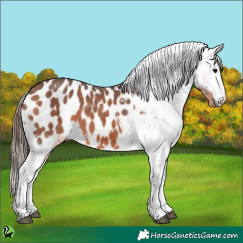 Horse Color:Bay Sabino Appaloosa 