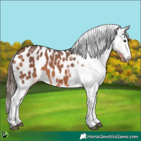 Horse Color:Bay Sabino Appaloosa
