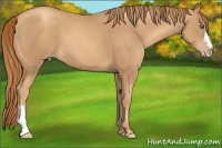 Horse Color:Gold Champagne