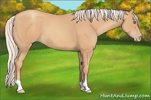 Horse Color:Silver Amber Champagne 