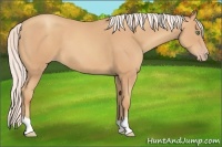 Horse Color:Silver Amber Champagne 