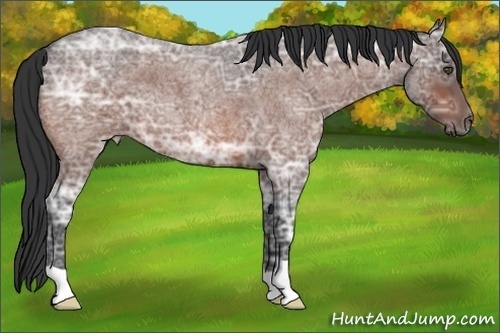Horse Color:Bay Ice Roan 