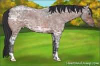 Horse Color:Bay Ice Roan