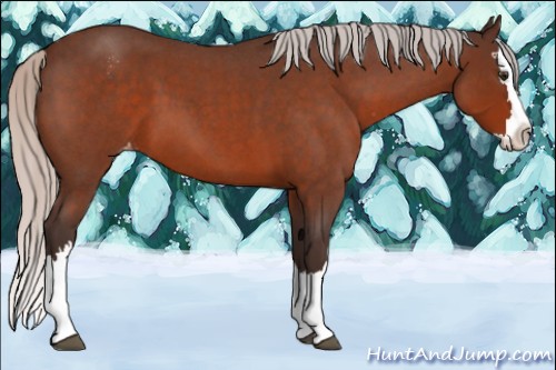 Horse Color:Silver Brown Roan Splash Appaloosa 