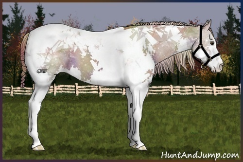 Horse Color:Nacre Liver Chestnut Splash Tobiano Appaloosa