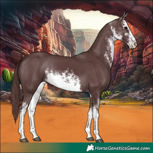 Horse Color:White Spotted Chocolate Black 