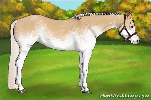 Horse Color:White Spotted Silver Bay Dun 