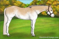 Horse Color:White Spotted Silver Bay Dun
