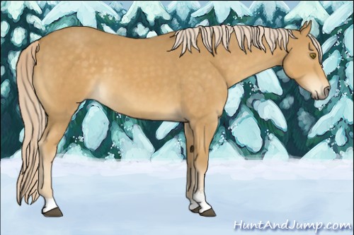 Horse Color:Palomino Sabino 
