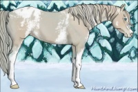 Horse Color:Watercolor White Spotted Perlino Appaloosa