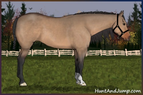 Horse Color:Bay Dun