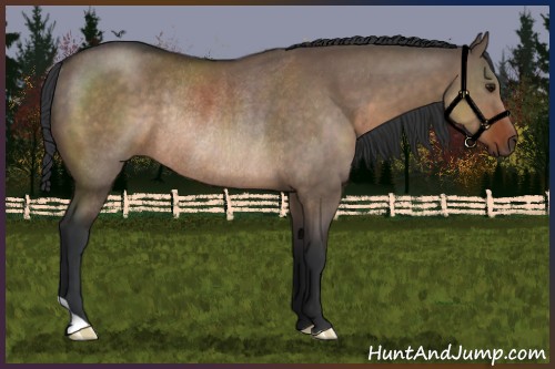 Horse Color:Brown Dun Rabicano 