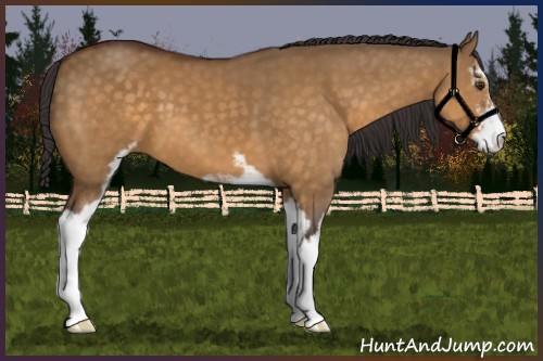 Horse Color:Buckskin Dun Sabino 