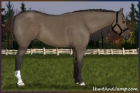 Horse Color:Smoky Grullo 